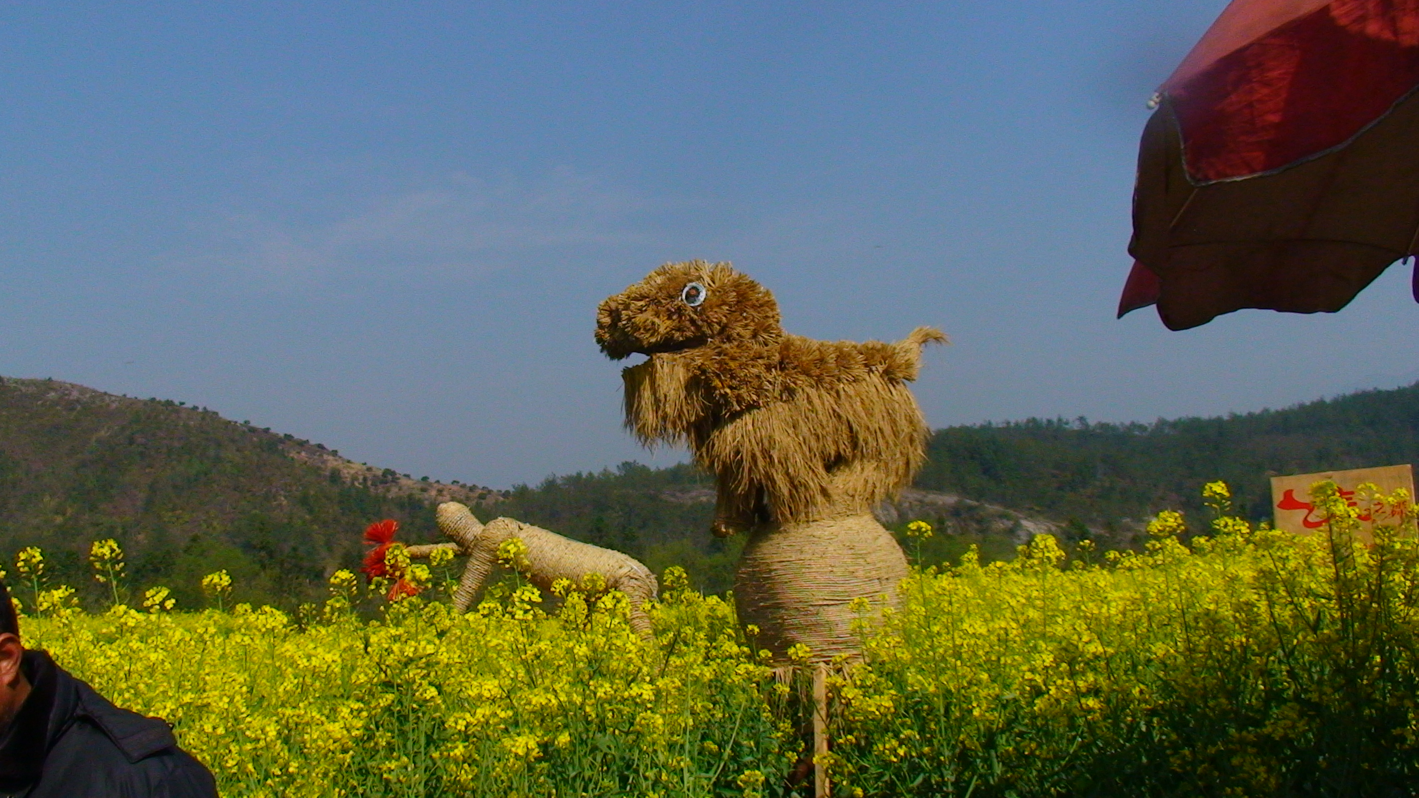 油菜花稻草人,美不胜收