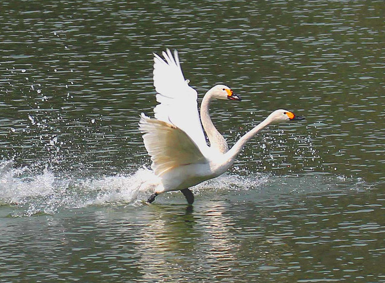 原创首发西湖惊现双头鹅