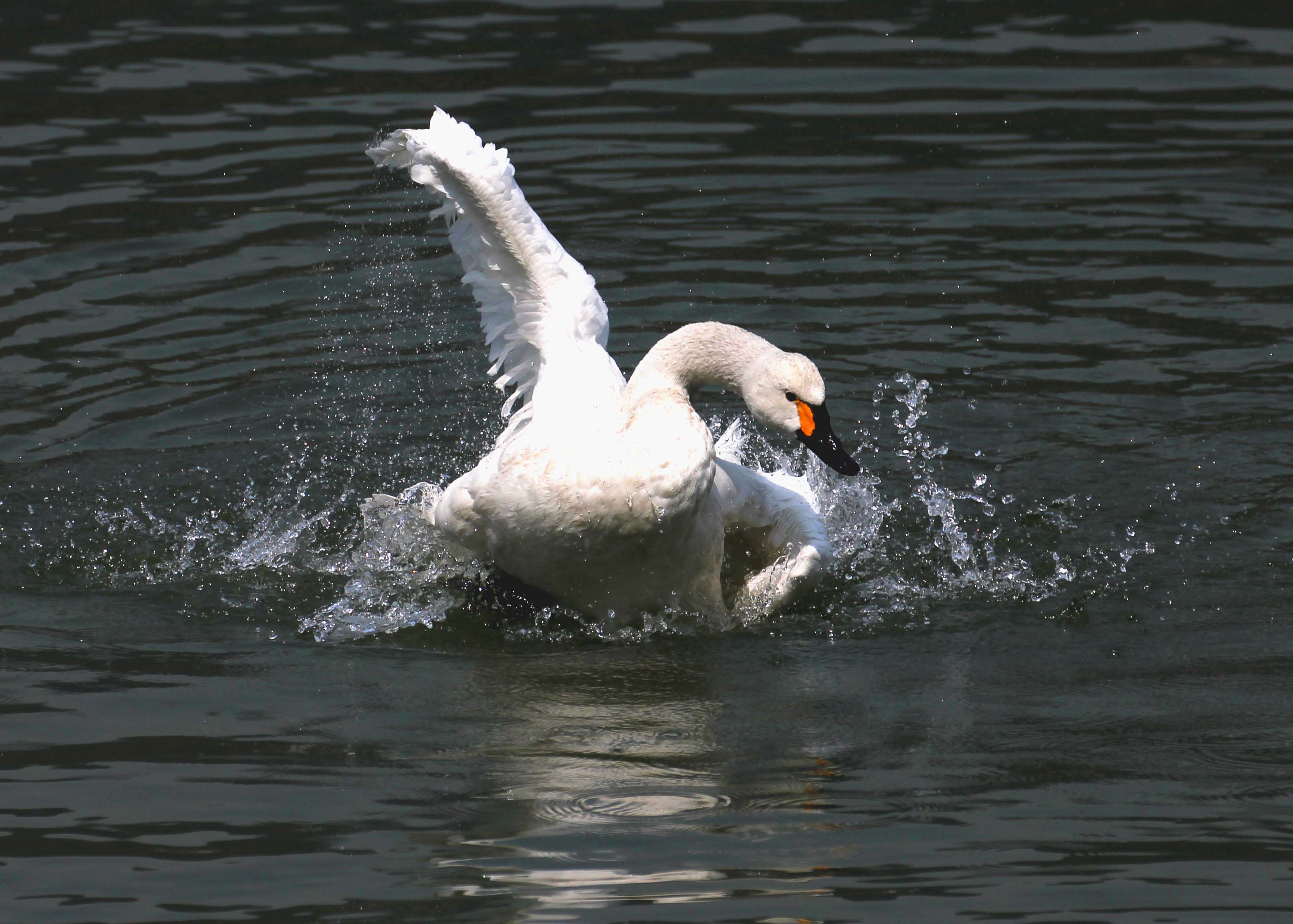 [原创首发]西湖惊现双头鹅之二