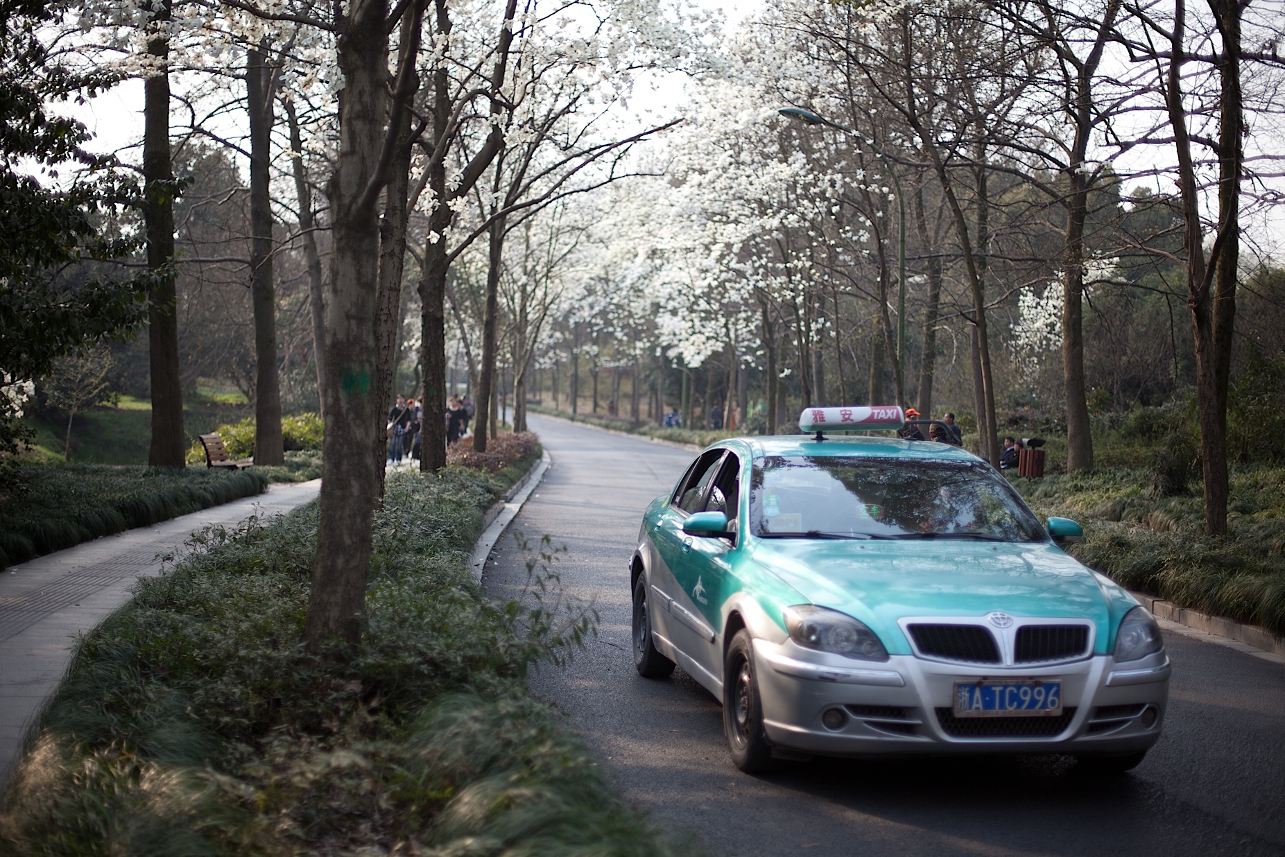 玉泉路玉兰花满开了