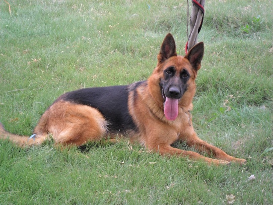 纯种德国牧羊犬德牧幼犬狼狗黑背包健康可上门挑选