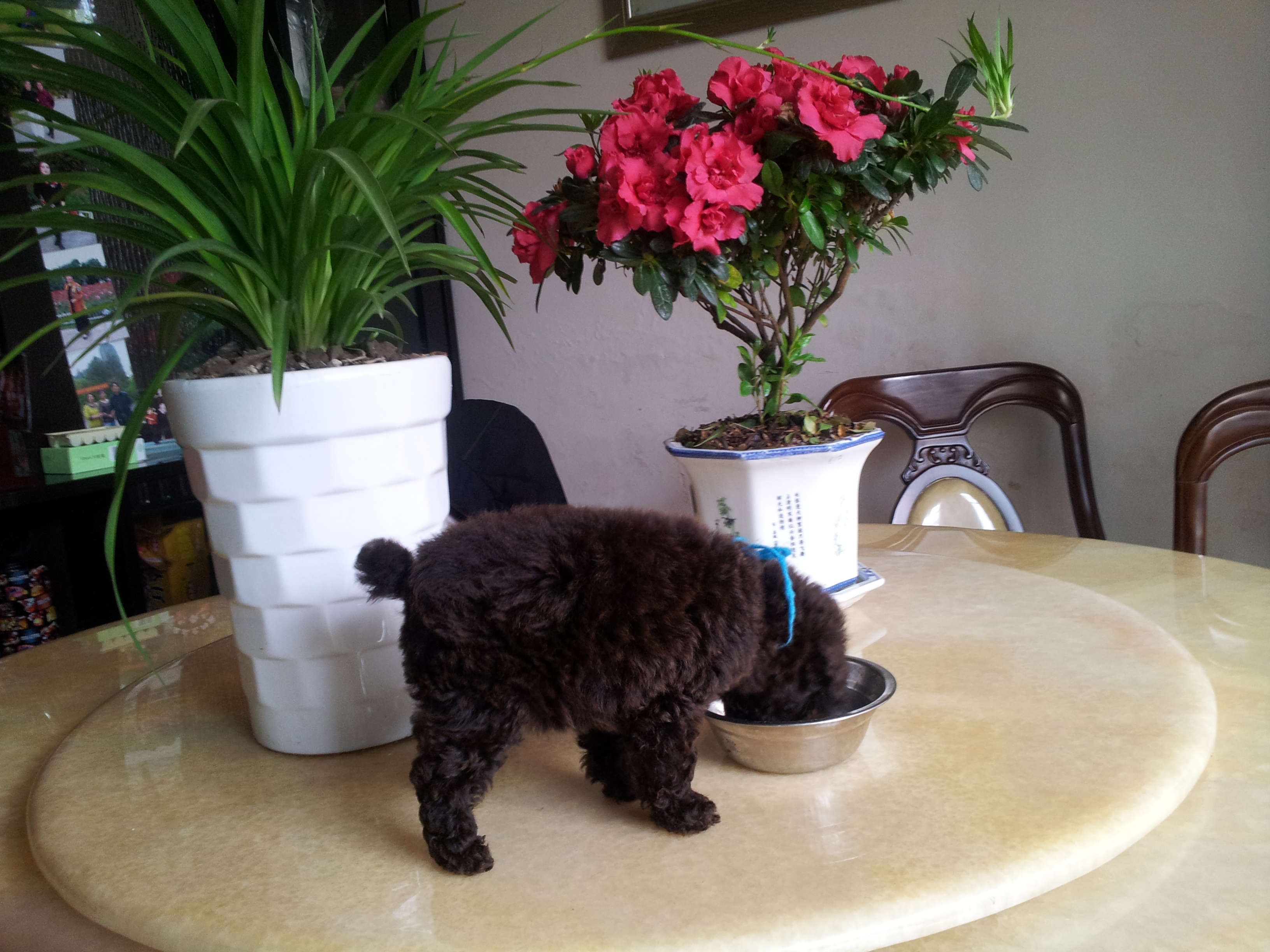 出售巧克力贵宾宝宝