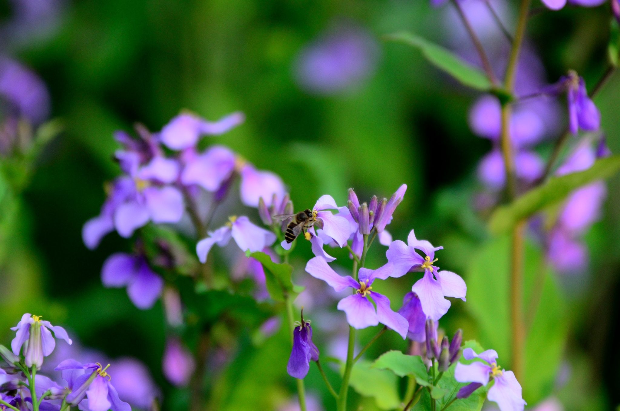 春天花开了,蜜蜂来了