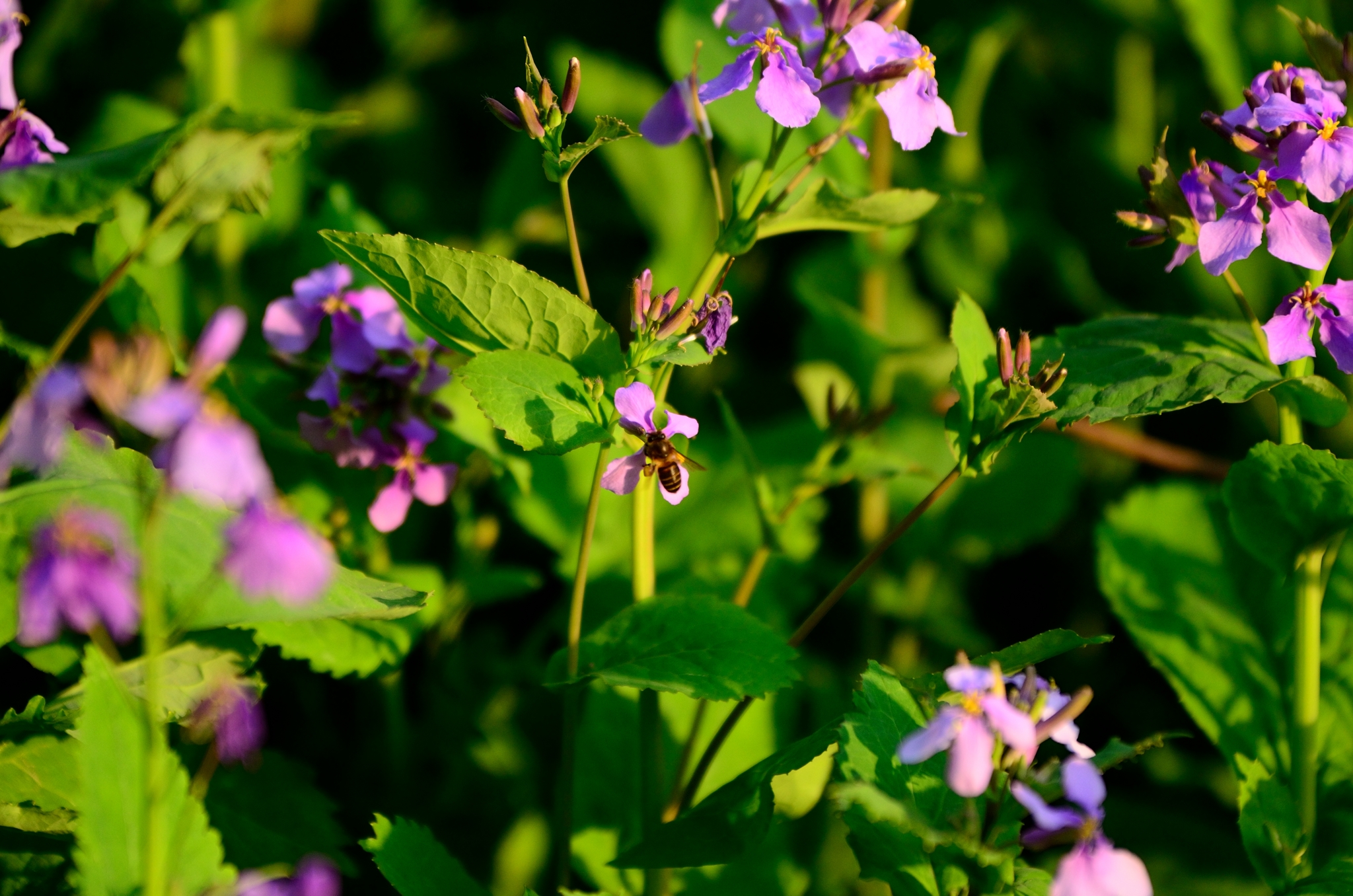 春天花开了,蜜蜂来了-风景照-19摄区-杭州19楼
