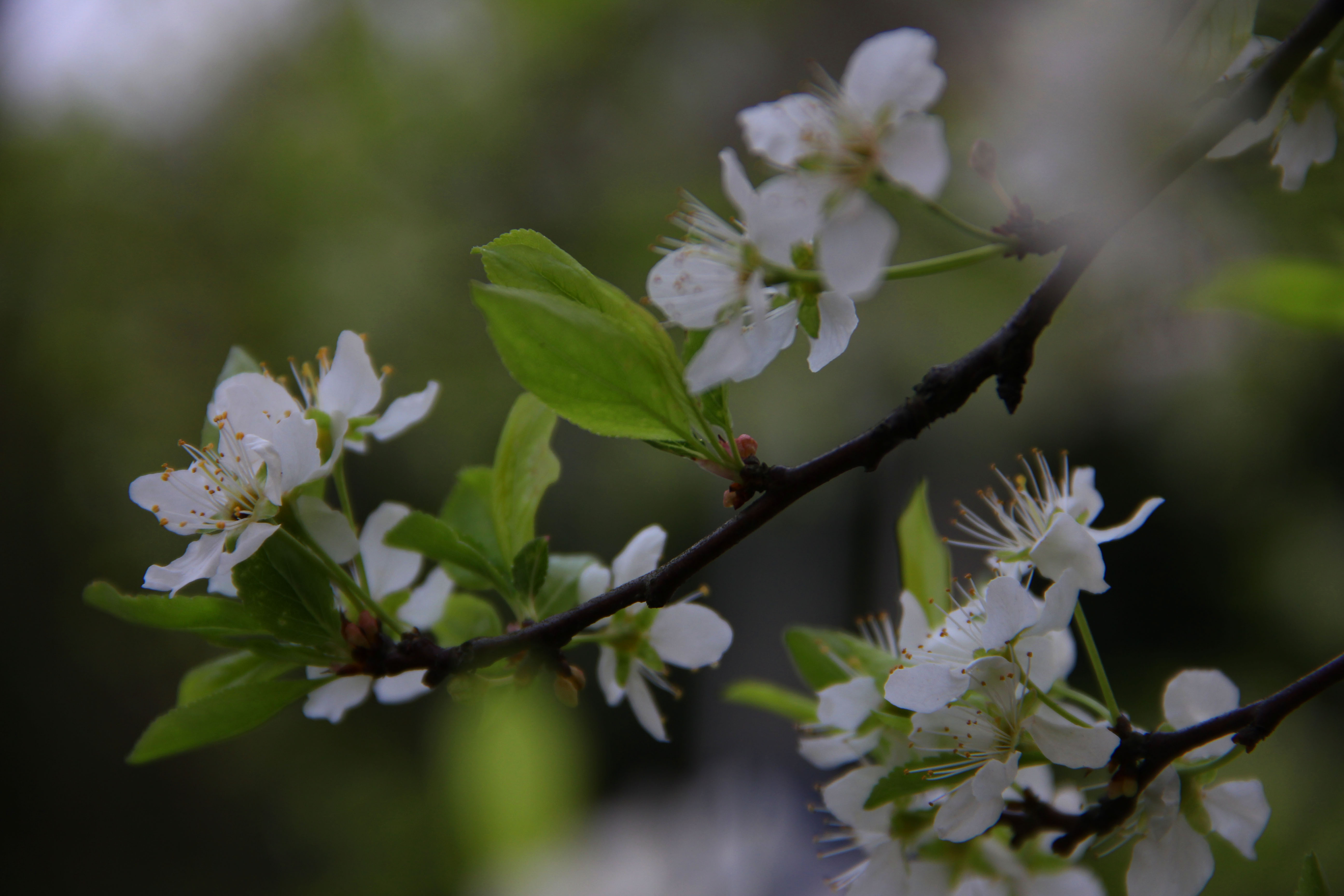 春花灿烂之李花与海棠