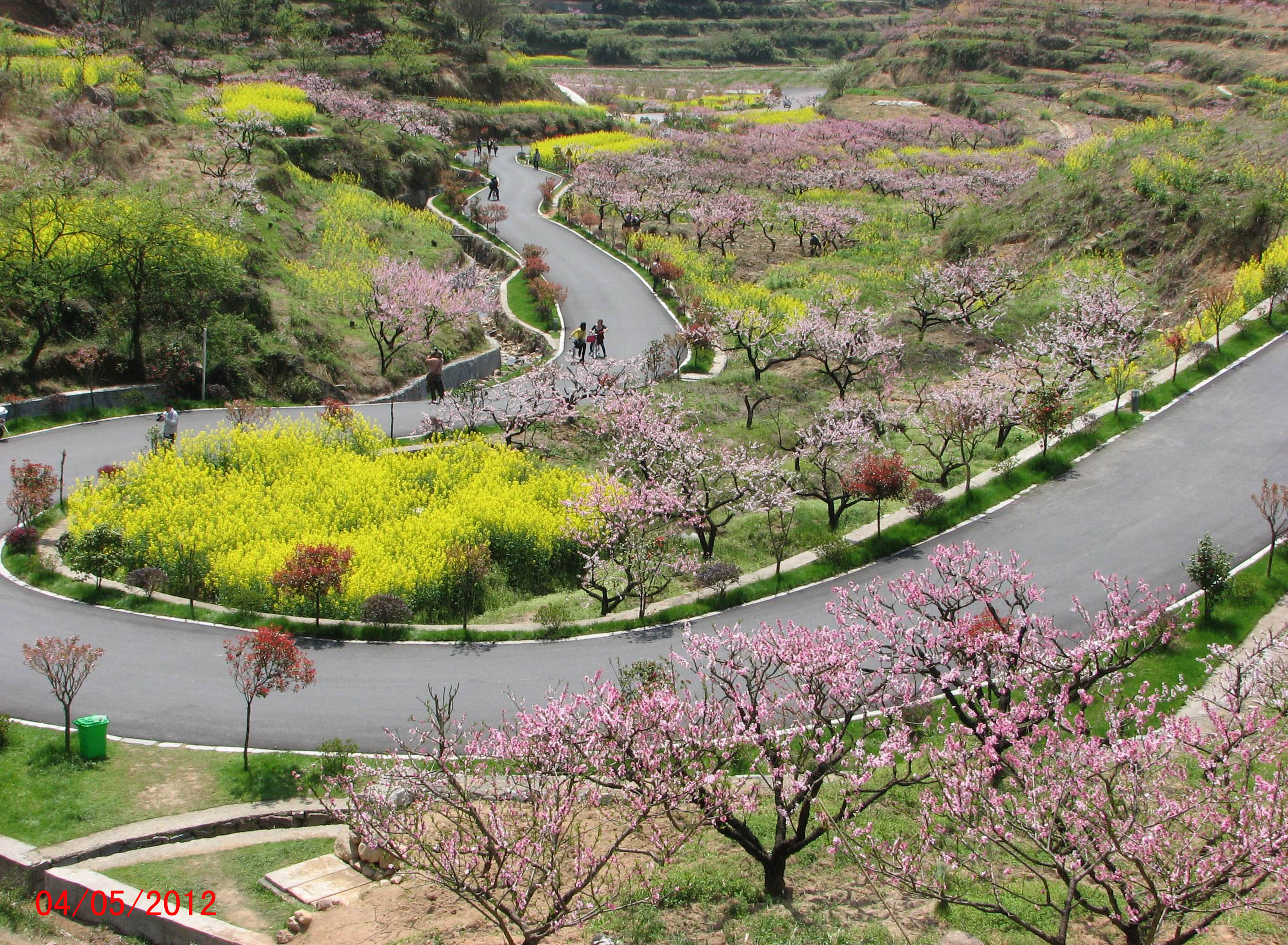 阳山畈赏花(第4届山花节)