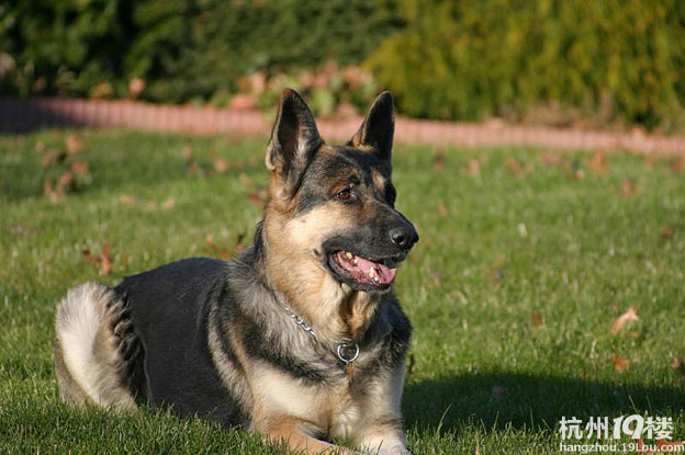 黑色德国牧羊犬-宠物新闻-宠物讨论区-杭州19楼