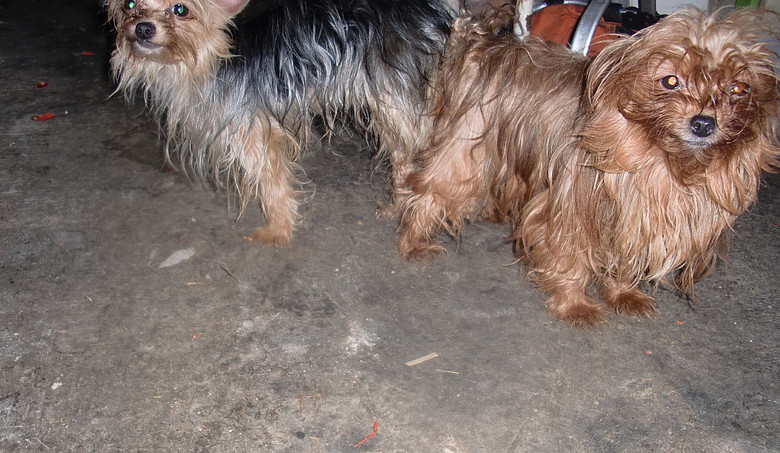 家有成年约克夏转让(有照.