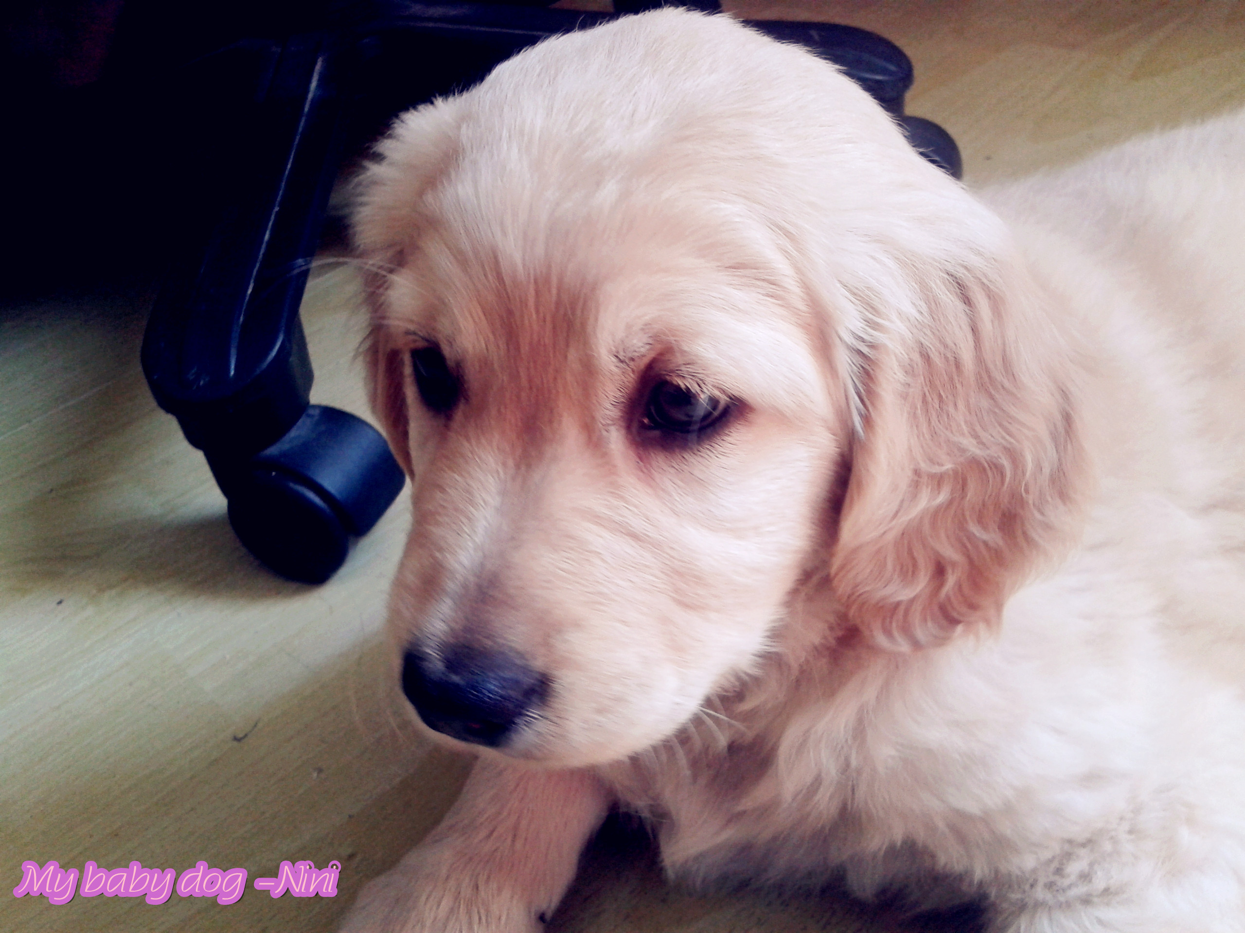 可爱小金毛妮妮2个月照