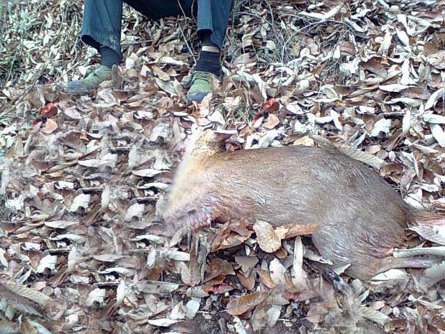 昨天打的一只麂子,大家有没有见过啊,秀秀我家猎犬生的小猎犬