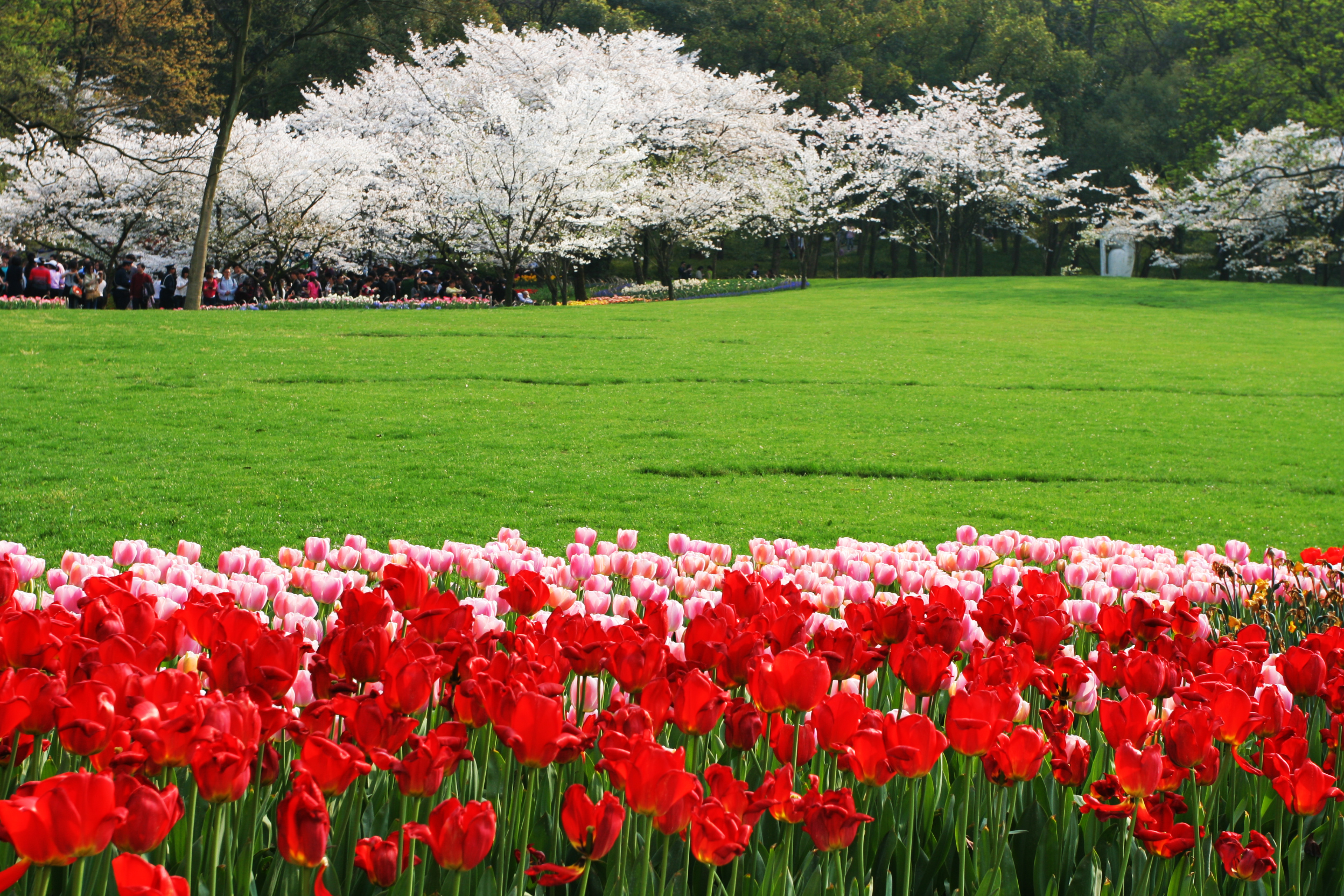 太子湾的春天-风景照-19摄区-杭州19楼
