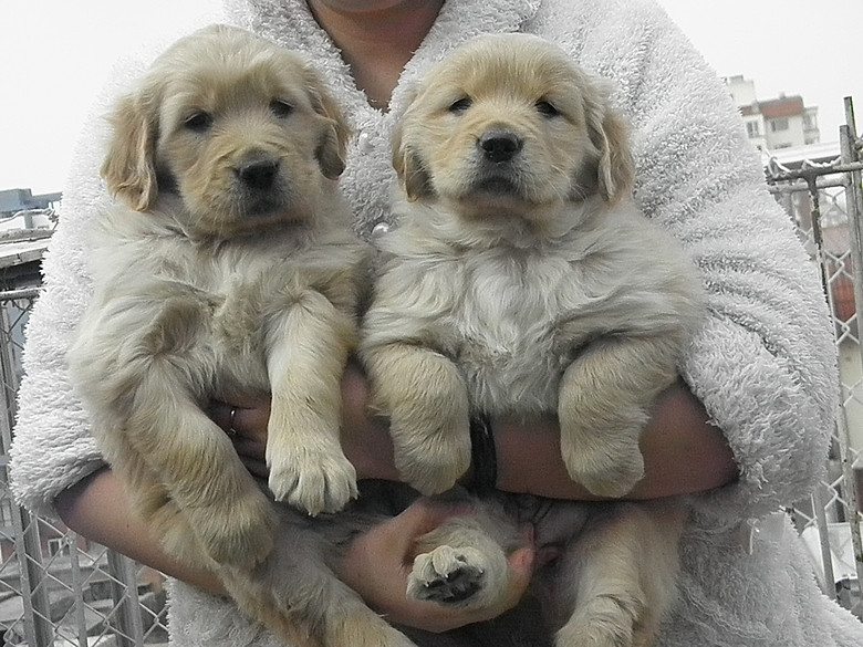 嘯瀾犬舍雙血統高品質金毛幼犬ngck登陸冠軍後代