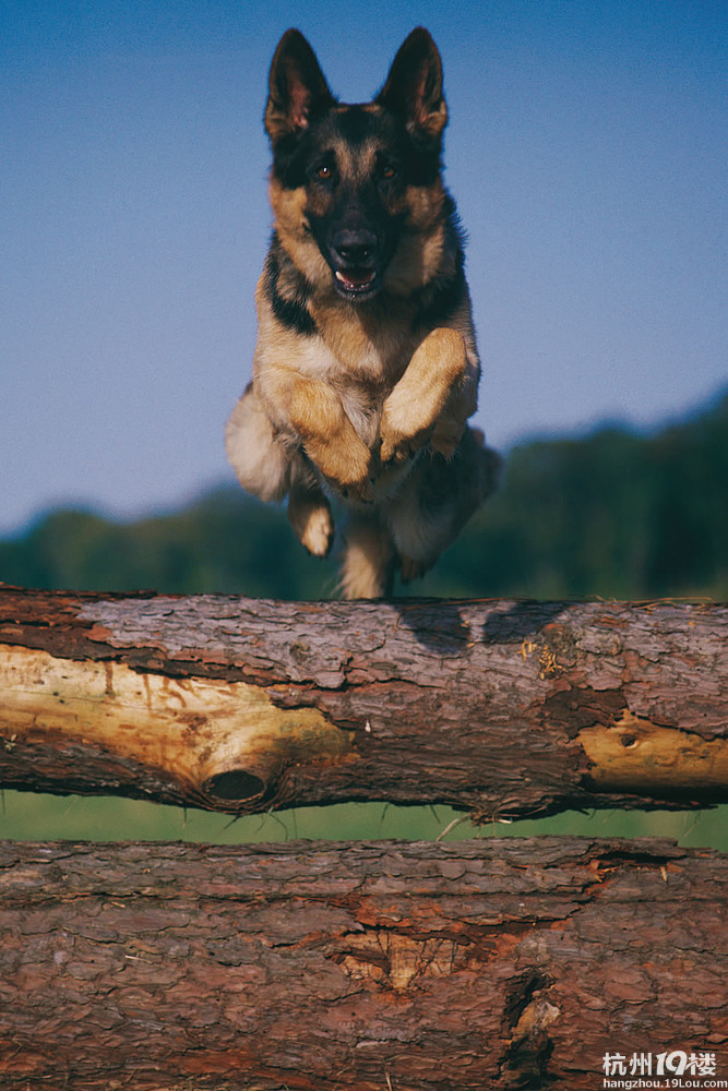 狼狗图片 狼狗图片这里都有 (图)