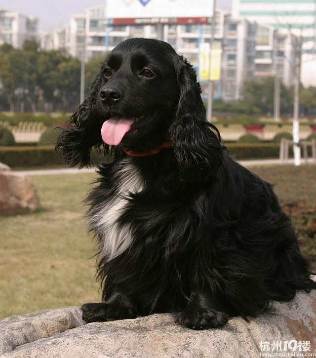 英卡狗图片 英卡狗长什么样子 什么是英卡狗(图)