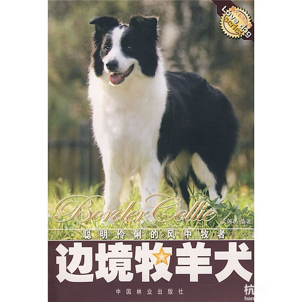 邊境牧羊犬圖片大全 邊境牧羊犬圖片欣賞(圖)