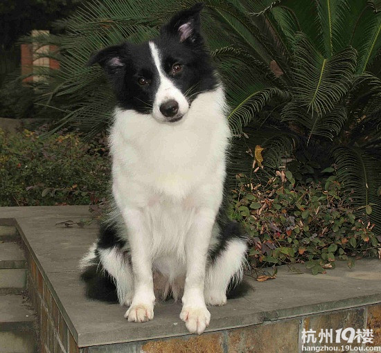 邊境牧羊犬圖片大全 邊境牧羊犬圖片欣賞(圖)