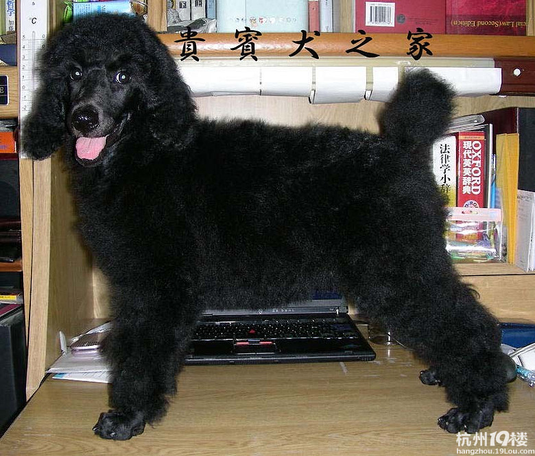 黑贵宾犬图片黑贵宾犬照片
