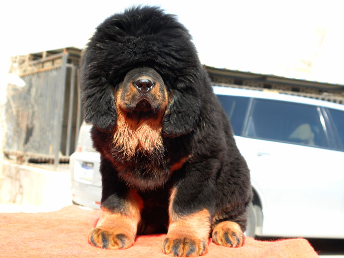 诚心出售藏獒宝宝/血种百分百包纯