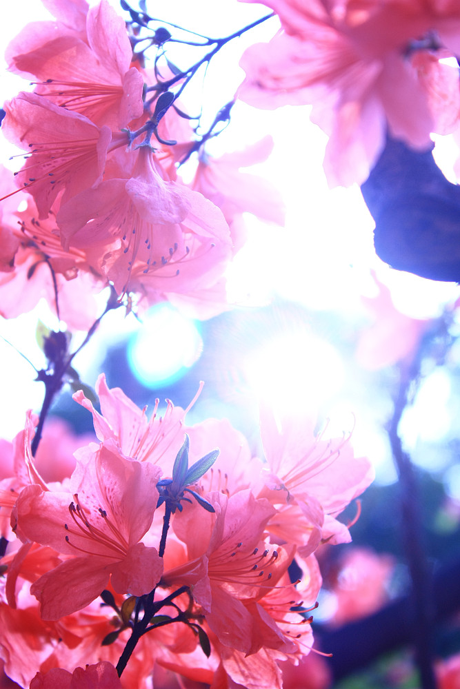 万花丛中过 做鬼也风流~