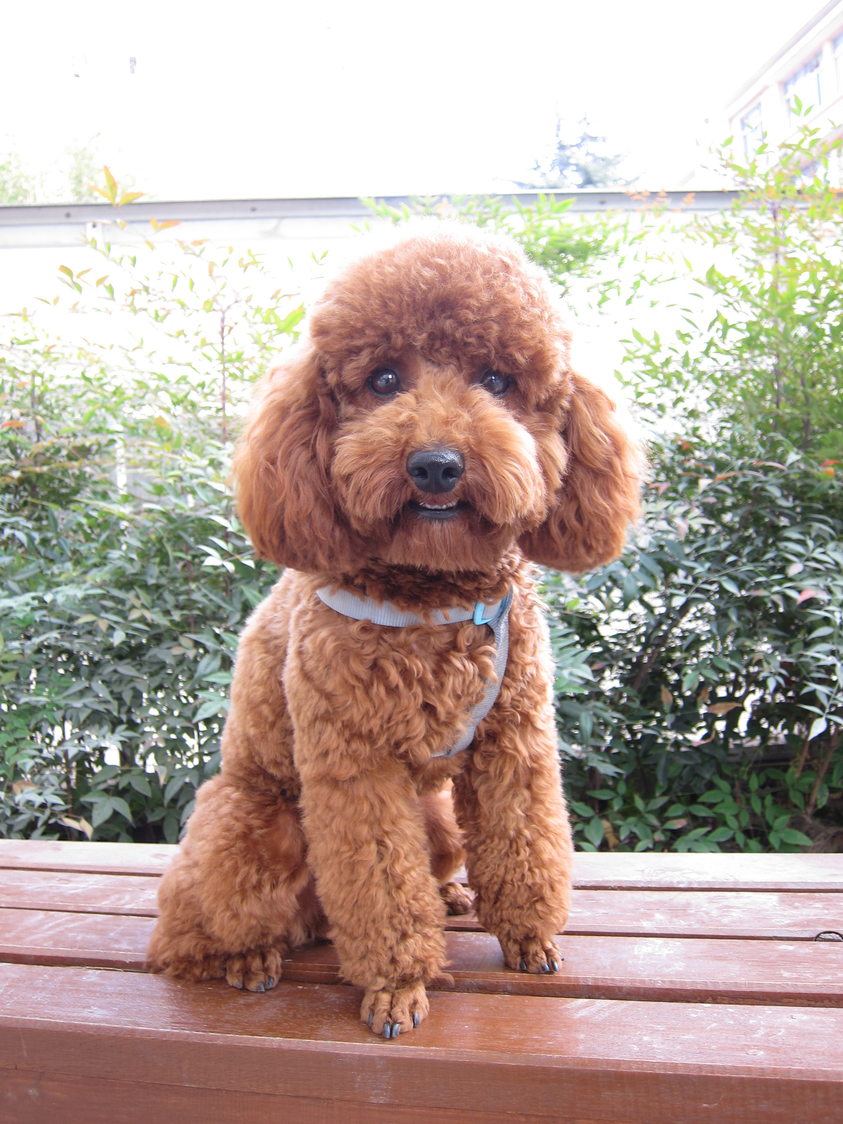 2岁泰迪公狗找老婆