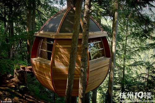 加拿大一男子没钱买房 森林里自建蛋型树屋(图