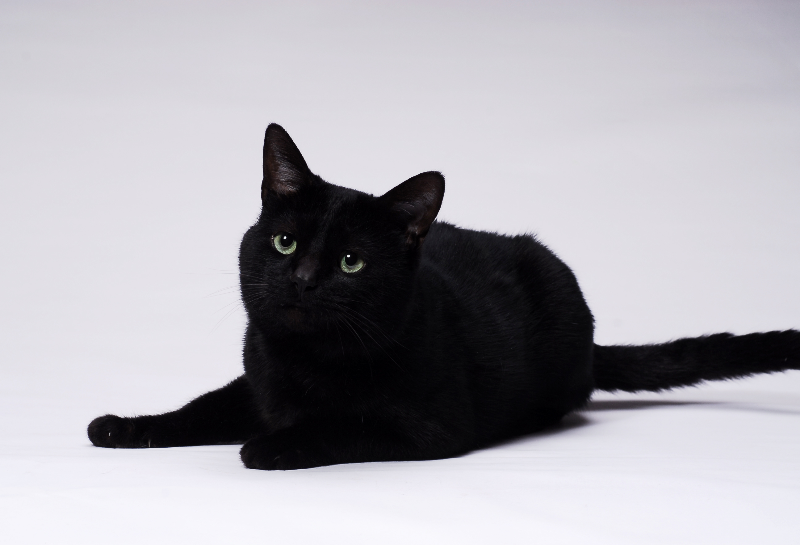 帅气的黑猫警长征婚启示~-家有宠物-杭州19楼