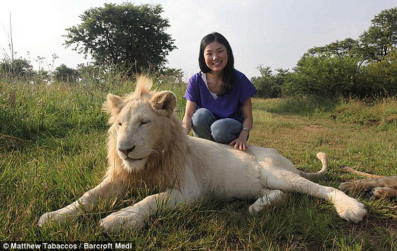 牵着狮子的尾巴一起散步