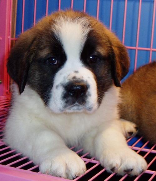 杭州哪里有圣伯纳幼犬出售 杭州哪里有圣伯纳交易