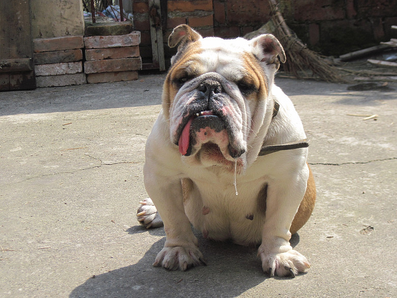 成年英国斗牛母