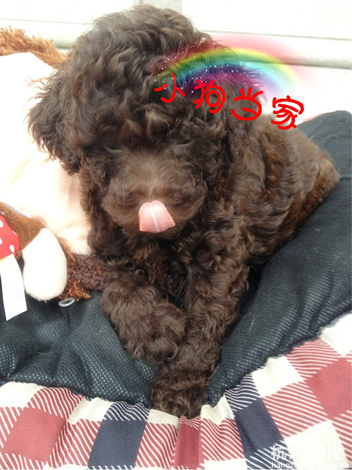 【小狗当家】经典巧克力泰迪,欢迎前来选购.