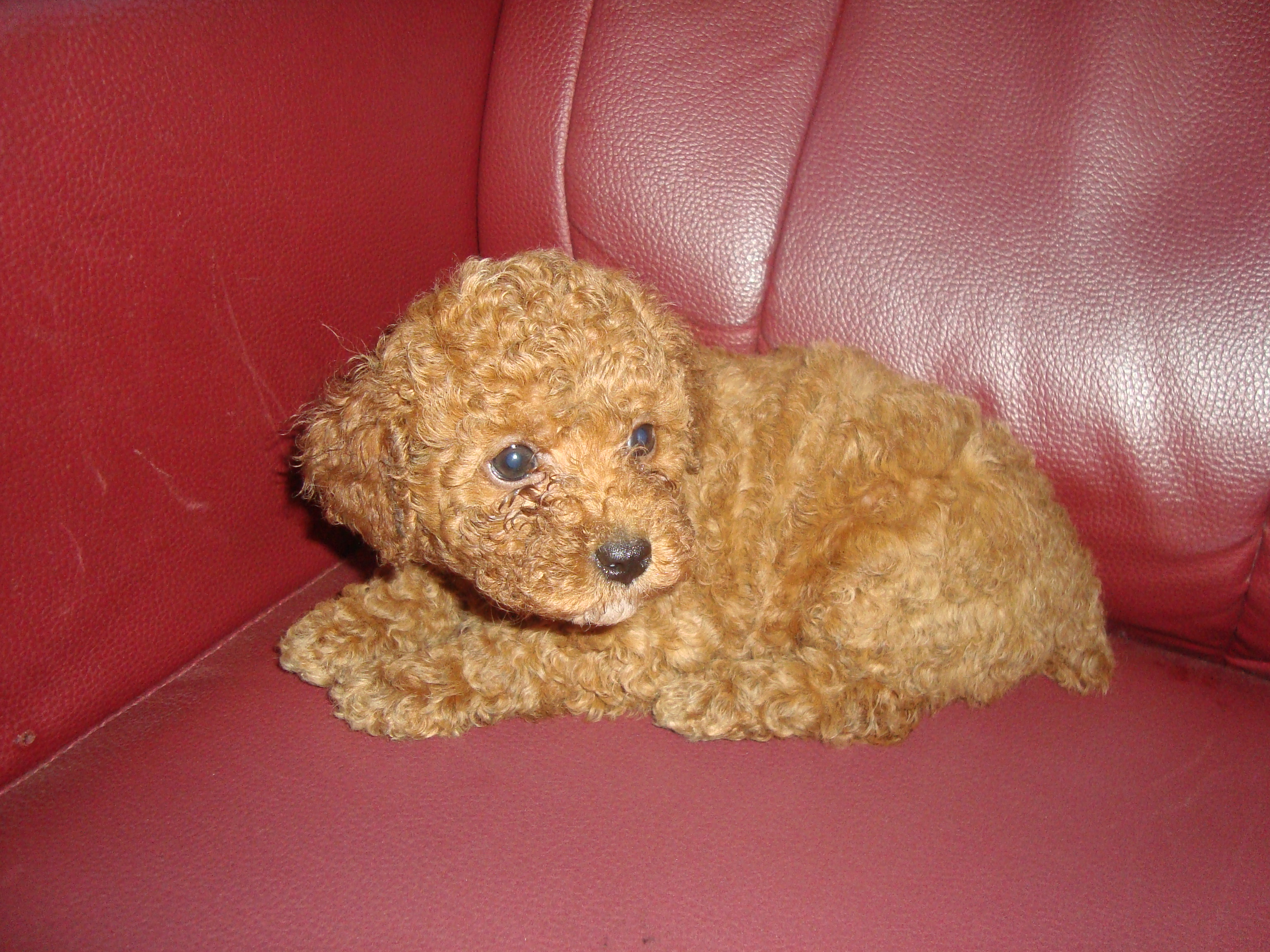 出售家养3只2个月大的红贵宾犬