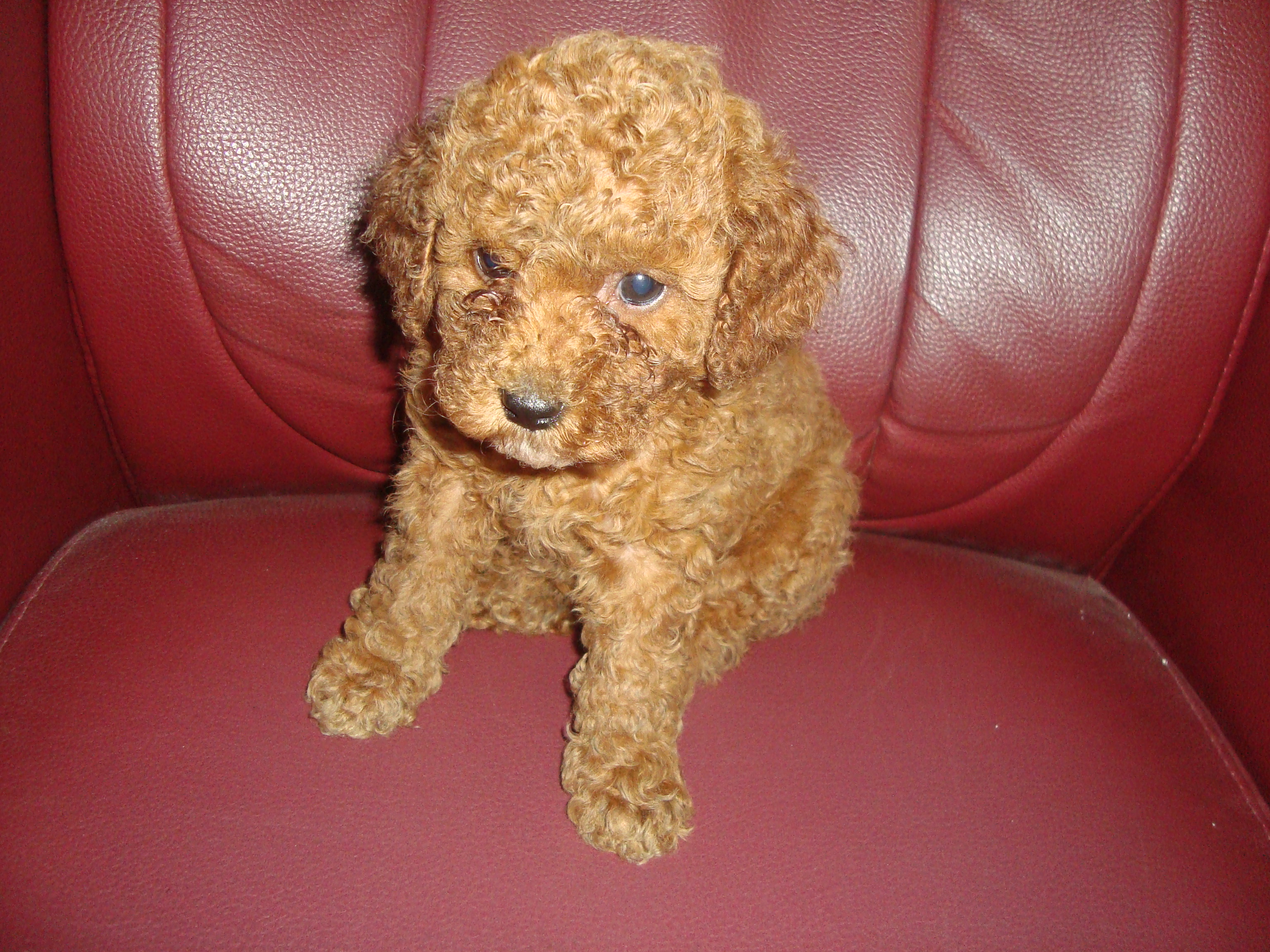 出售家养3只2个月大的红贵宾犬