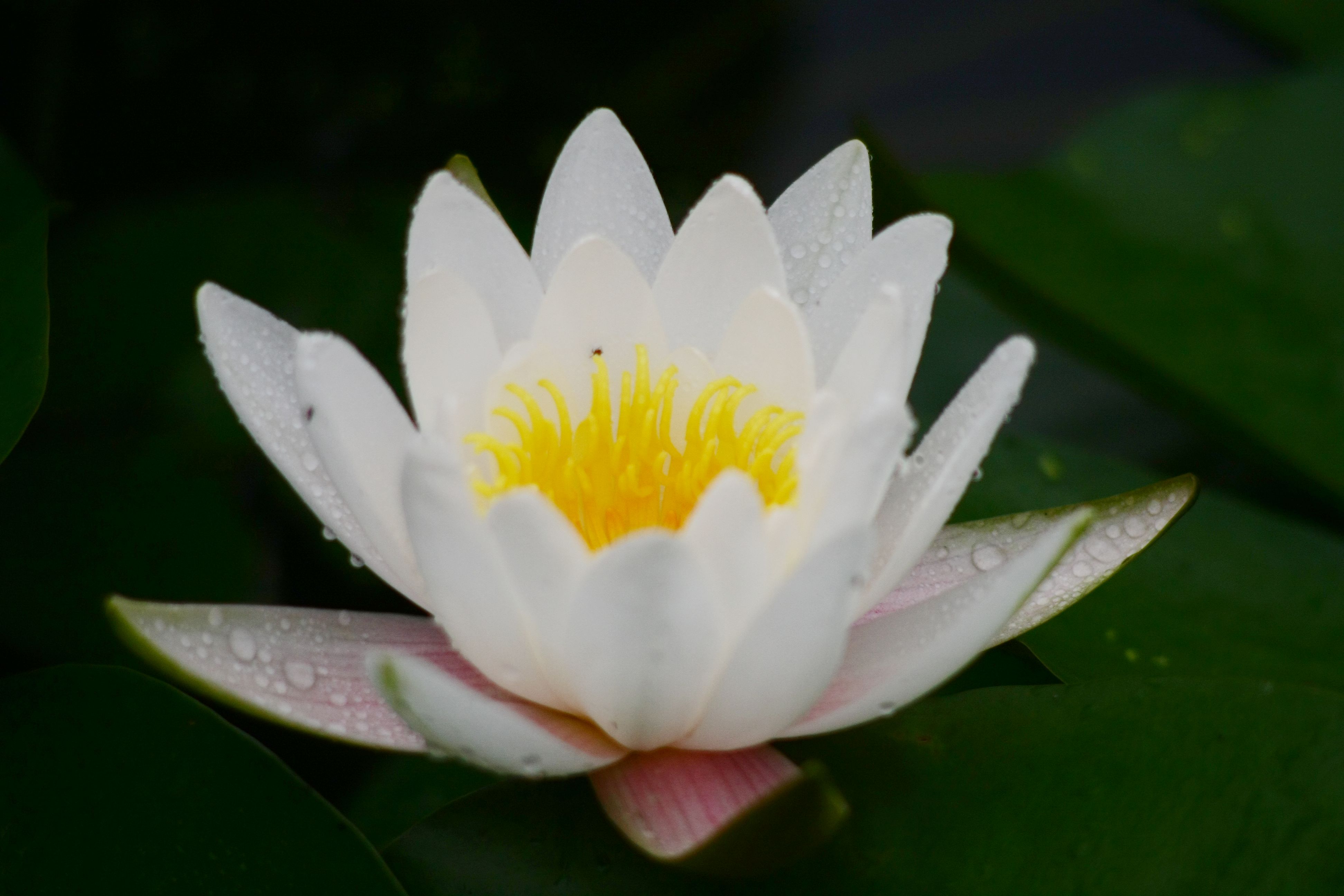 西溪湿地,湿地植物园睡莲一朵