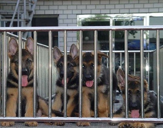迎五一血统认证弓背德牧顶级德国牧羊犬狼狗黑背健康保证