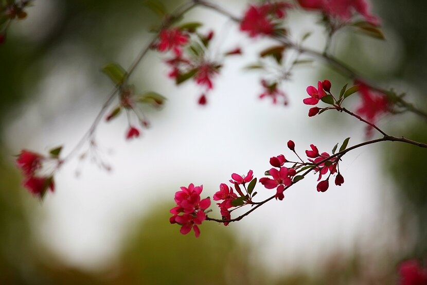 花朝節中花花草草