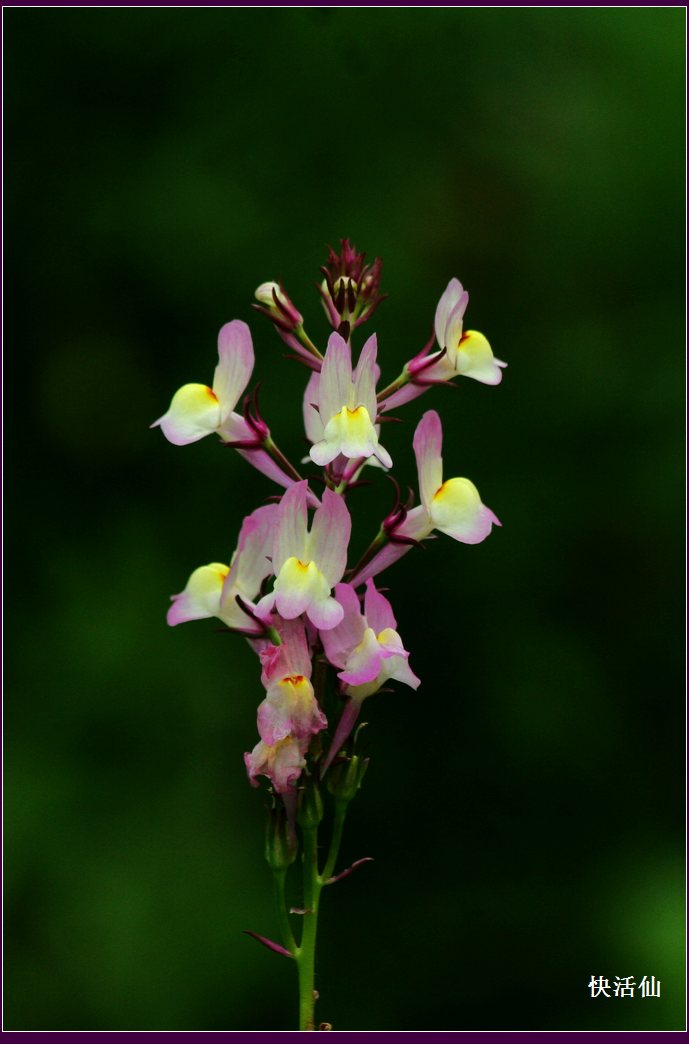 虹越花展图片