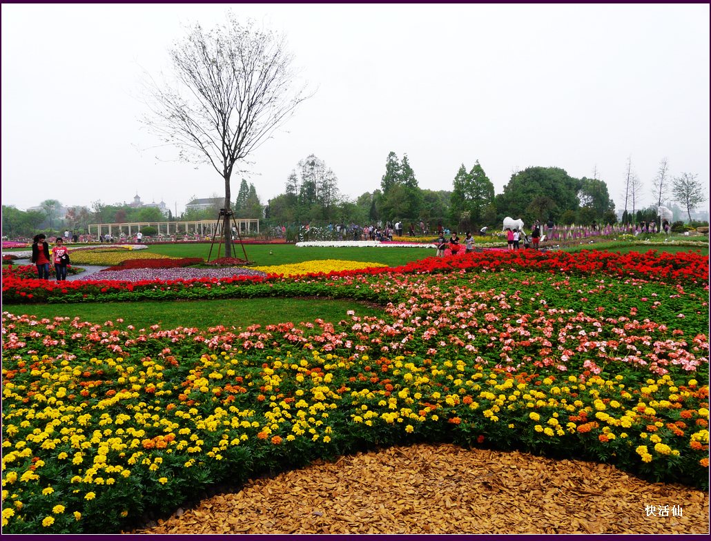 虹越春季花展之二