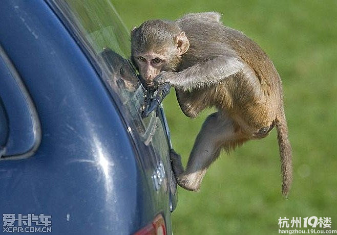 汽车要是被这些猴子看上了 就等着大卸八块吧(图)