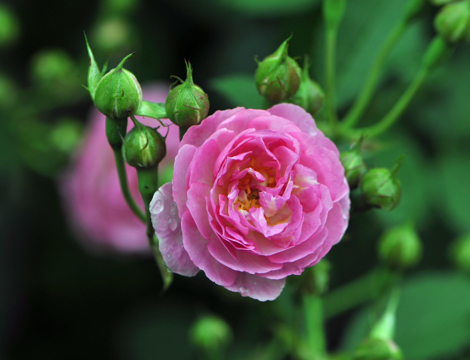 粉红色的月季花-风景照-19摄区-杭州19楼