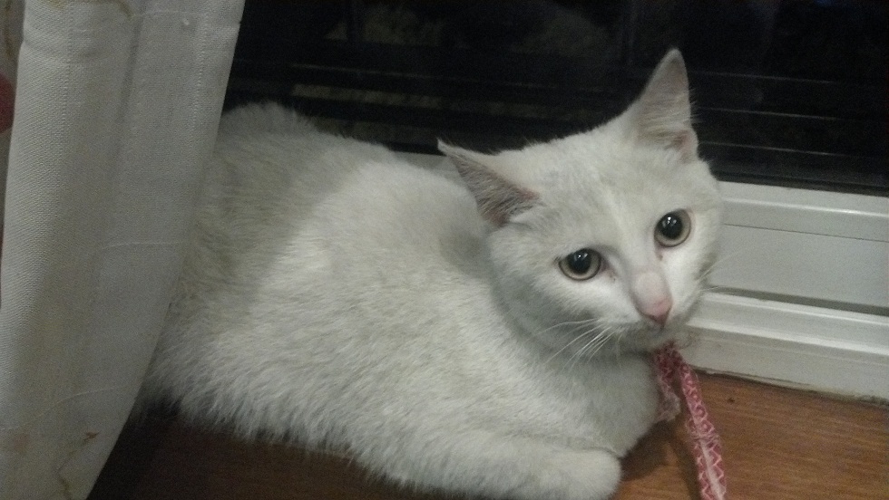 纯白小美猫找领养(粘人,小调皮,会发嗲5个月左右小妞一枚)