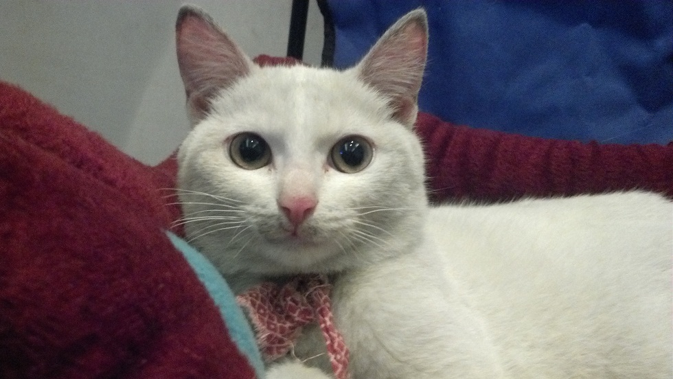 纯白小美猫找领养(粘人,小调皮,会发嗲5个月左右小妞一枚)