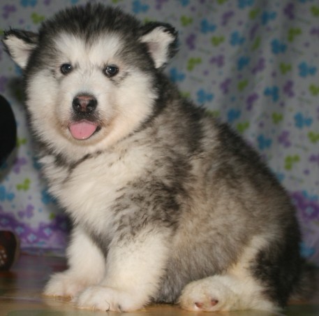 出售灰色阿拉斯加宝宝