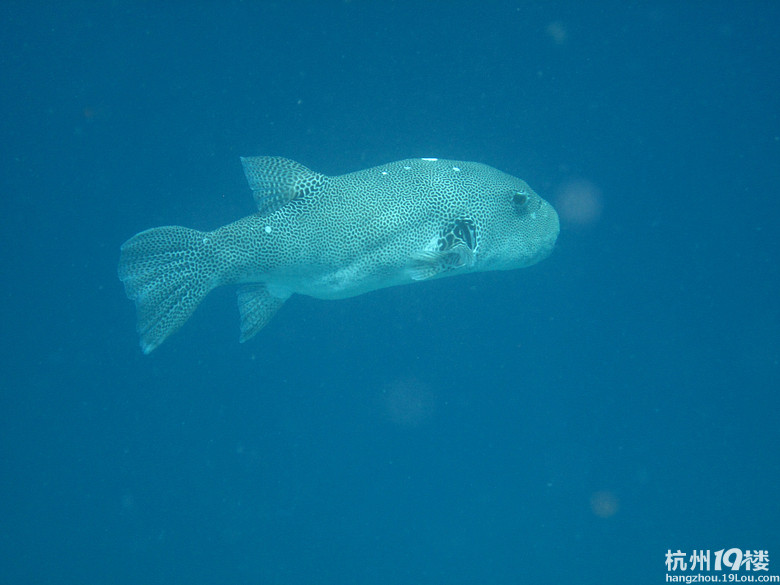 马尔代夫攻略及薇拉瓦鲁详细攻略