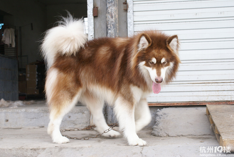 红色阿拉斯加 gg 找 mm .