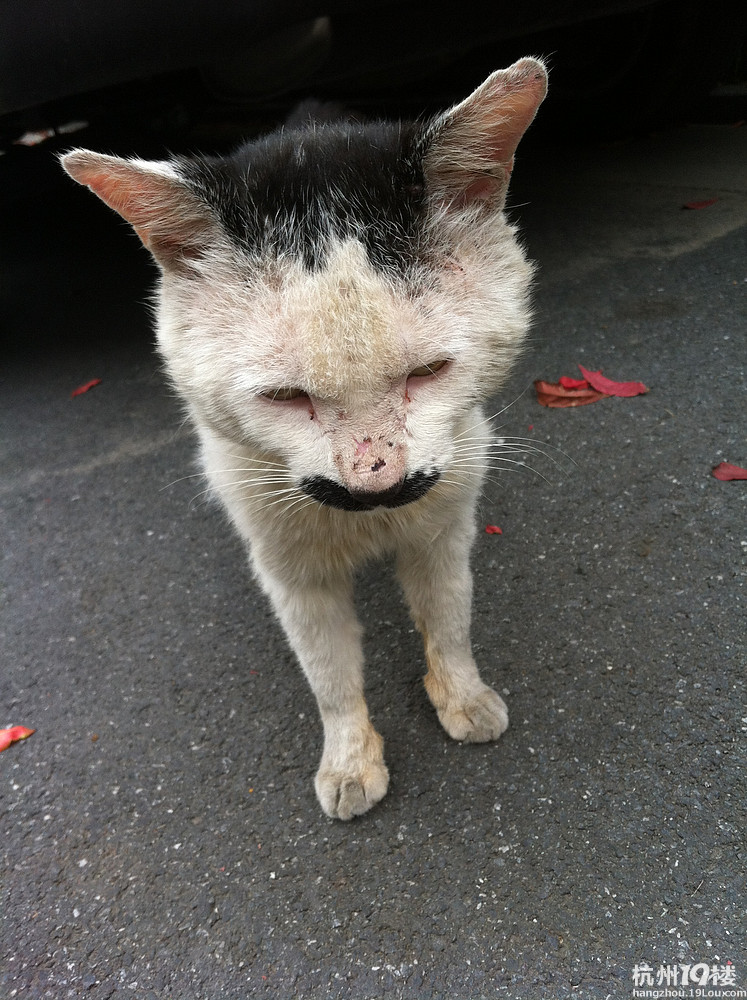 大家来看看,这个猫咪像不像日本人?
