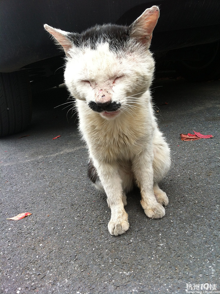 大家来看看,这个猫咪像不像日本人?
