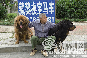 藏獒换宝马!