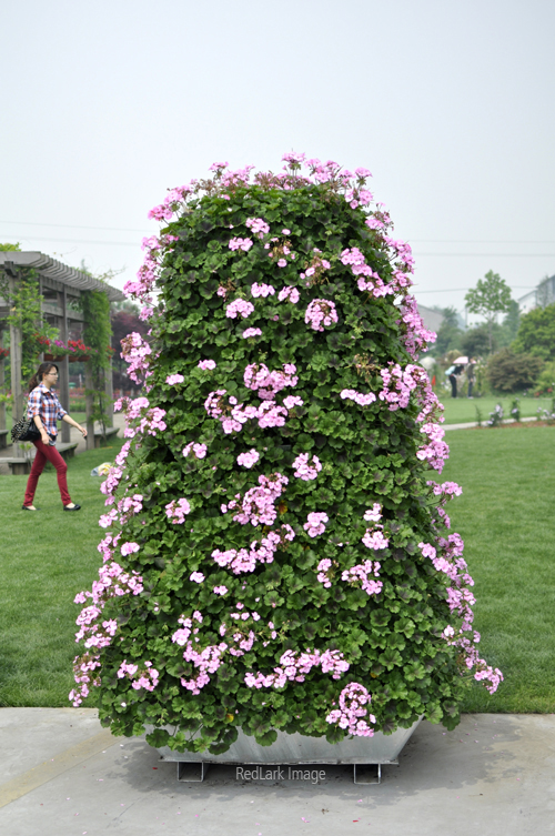 虹越花展图片