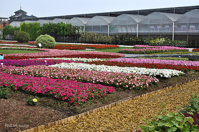 虹越花展图片