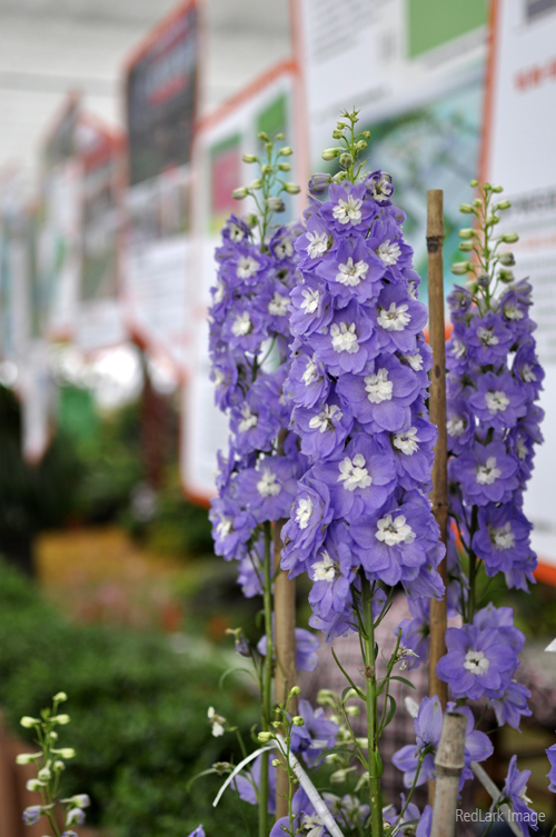 虹越花展图片